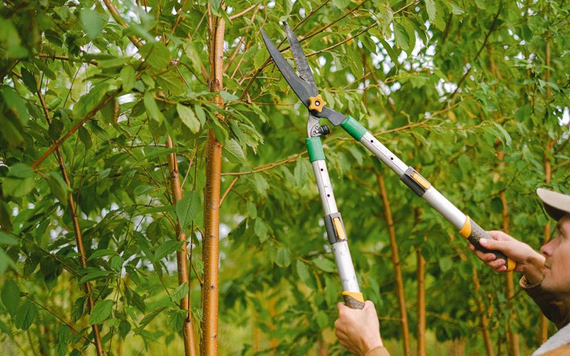 Tree trimming in Saint Paul, OR